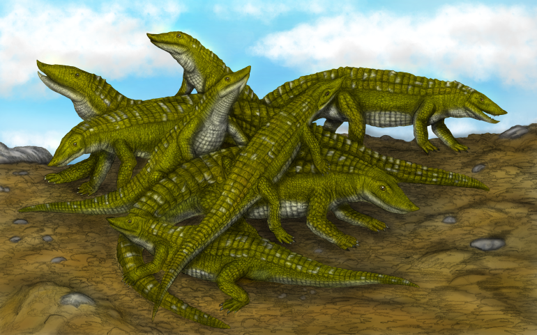 Przeniesienie do informacji o tytule: Palaeontological mystery solved