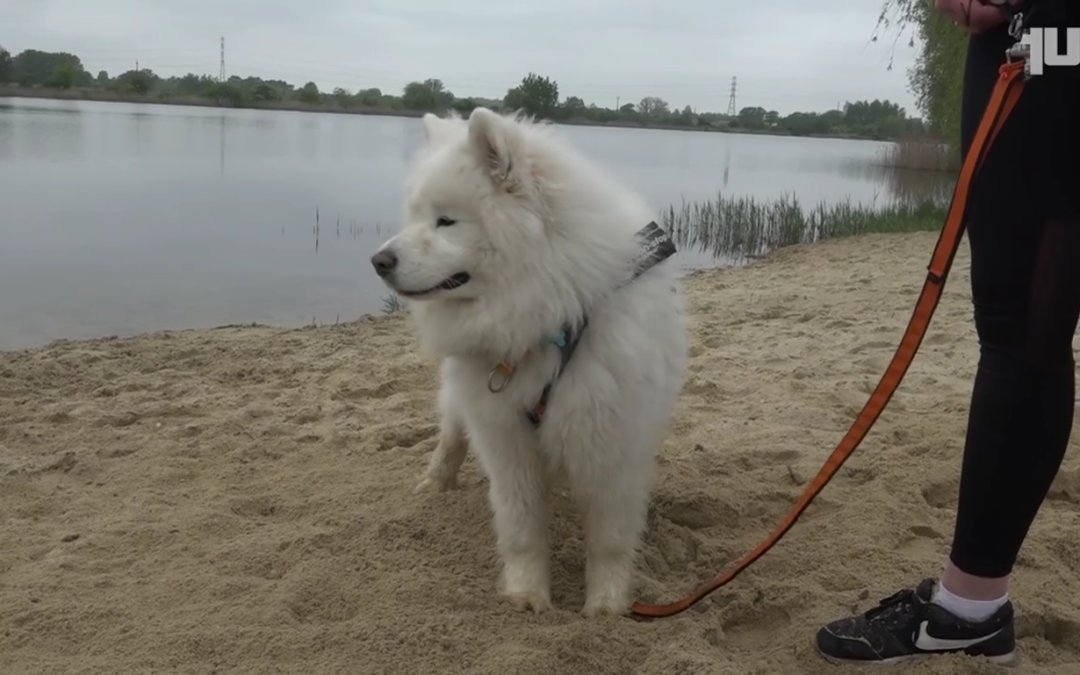 Dogtrekking czyli biegi z pieskami na Malinie